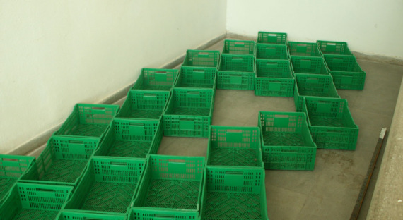 the_embarrassment_of_plants-04