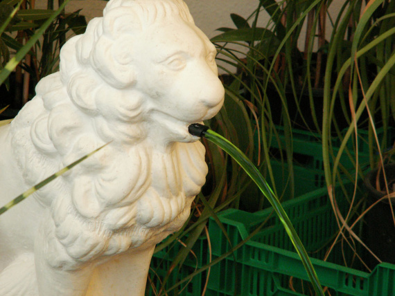 the_embarrassment_of_plants-13