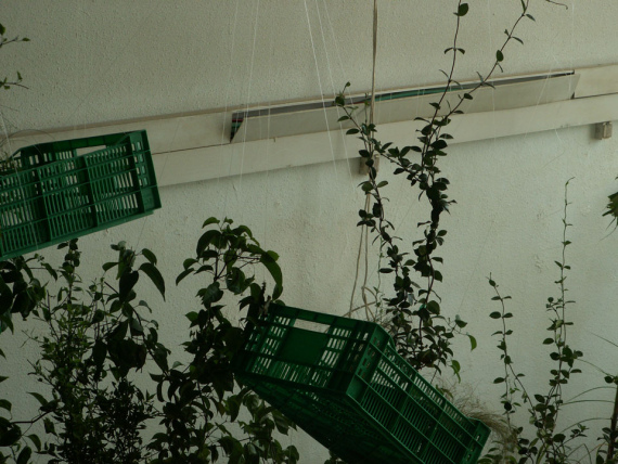 the_embarrassment_of_plants-18