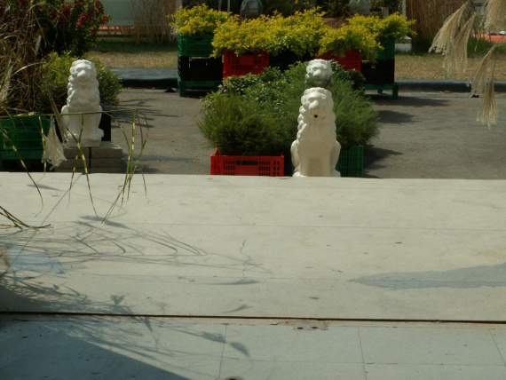 the_embarrassment_of_plants-09