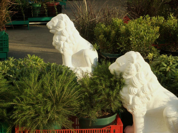 the_embarrassment_of_plants-12