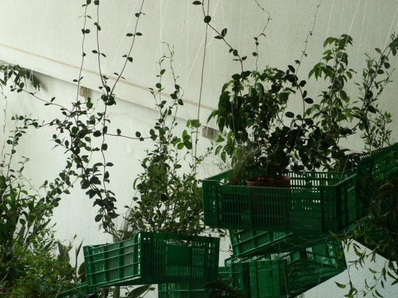 the_embarrassment_of_plants-17