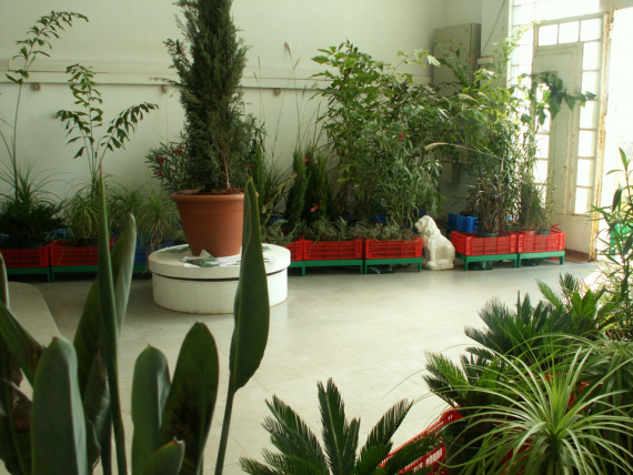 the_embarrassment_of_plants-20